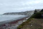 Cape cambell-8